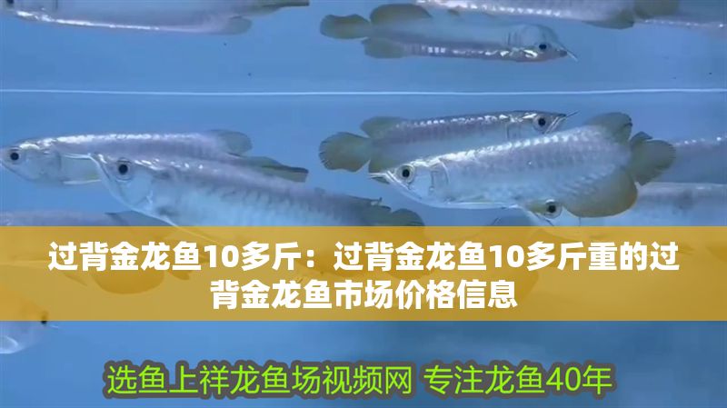 過背金龍魚10多斤：過背金龍魚10多斤重的過背金龍魚市場價格信息 過背金龍魚10多斤：過背金龍魚10多斤重的過背金龍魚市場價格信息 金龍魚百科 第1張