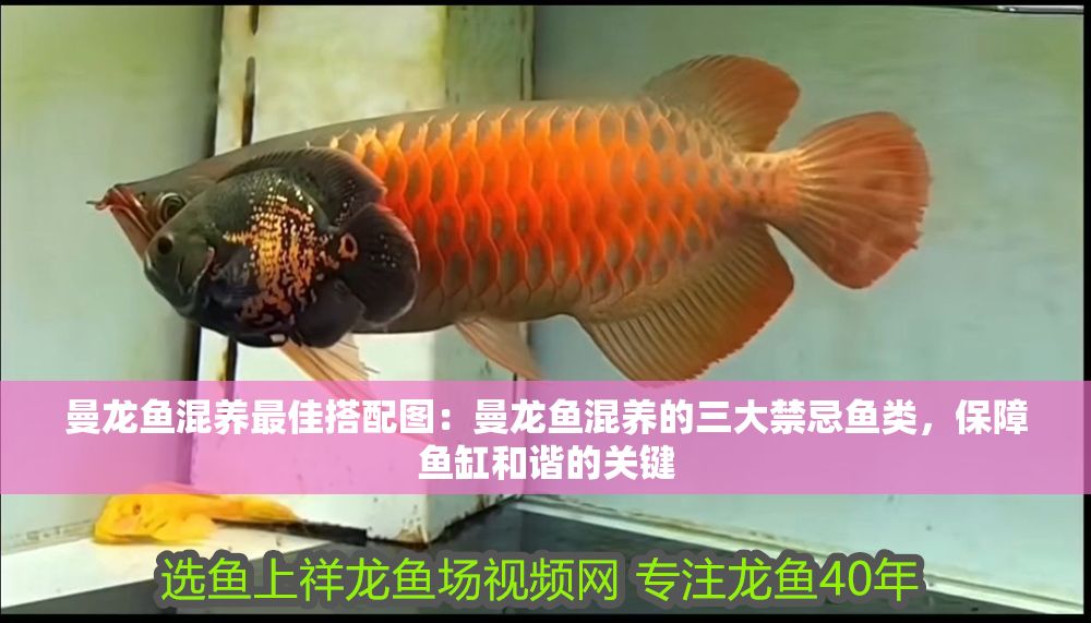 曼龍魚混養最佳搭配圖：曼龍魚混養的三大禁忌魚類，保障魚缸和諧的關鍵