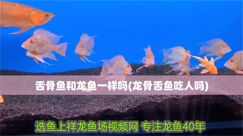 舌骨魚和龍魚一樣嗎(龍骨舌魚吃人嗎)