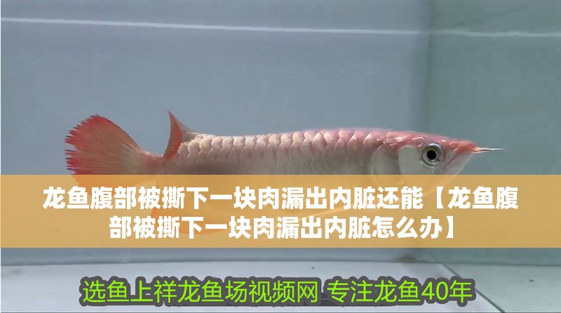 龍魚腹部被撕下一塊肉漏出內臟還能【龍魚腹部被撕下一塊肉漏出內臟怎么辦】 龍魚腹部被撕下一塊肉漏出內臟還能【龍魚腹部被撕下一塊肉漏出內臟怎么辦】 水族問答