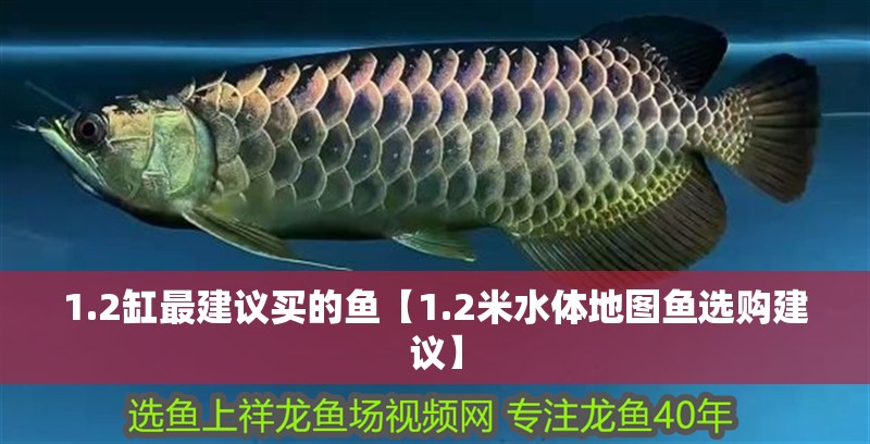 1.2缸最建議買的魚【1.2米水體地圖魚選購建議】 1.2缸最建議買的魚【1.2米水體地圖魚選購建議】 龍魚論壇