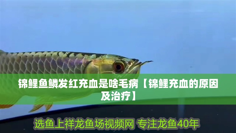 錦鯉魚鱗發(fā)紅充血是啥毛病【錦鯉充血的原因及治療】