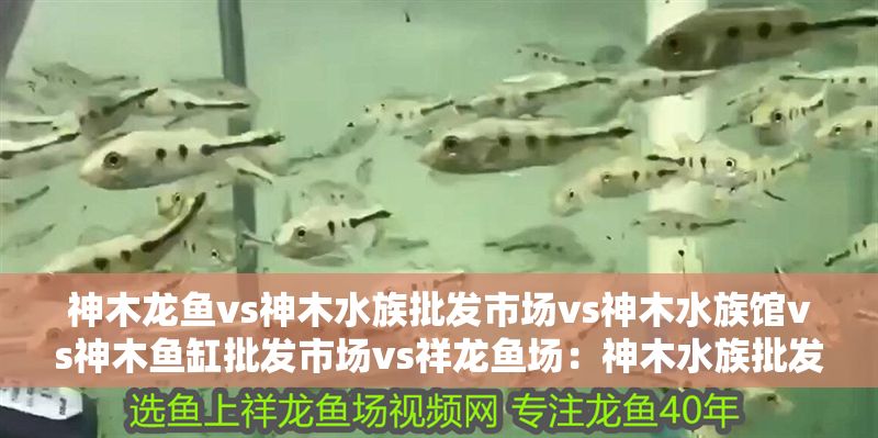 神木龍魚vs神木水族批發市場vs神木水族館vs神木魚缸批發市場vs祥龍魚場：神木水族批發市場