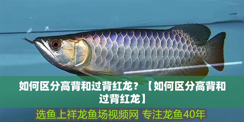 如何區(qū)分高背和過背紅龍？【如何區(qū)分高背和過背紅龍】