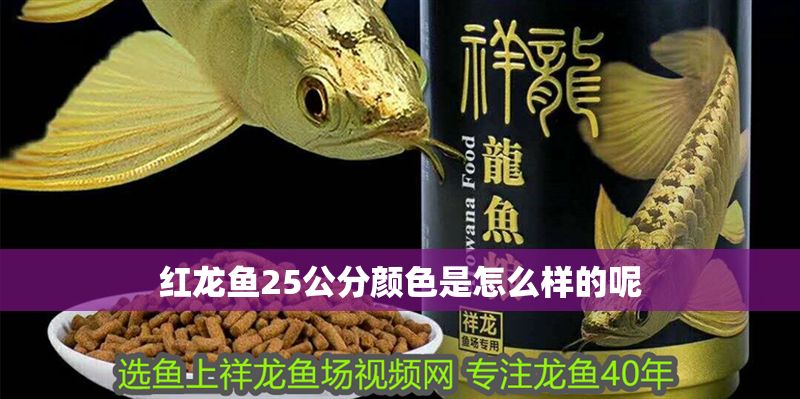 紅龍魚25公分顏色是怎么樣的呢