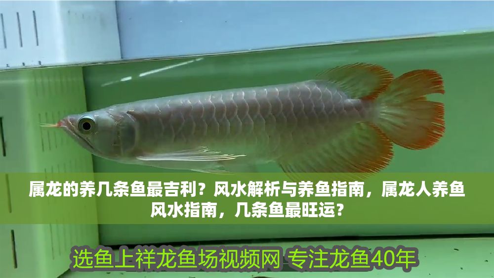 屬龍的養幾條魚最吉利？風水解析與養魚指南，屬龍人養魚風水指南，幾條魚最旺運？