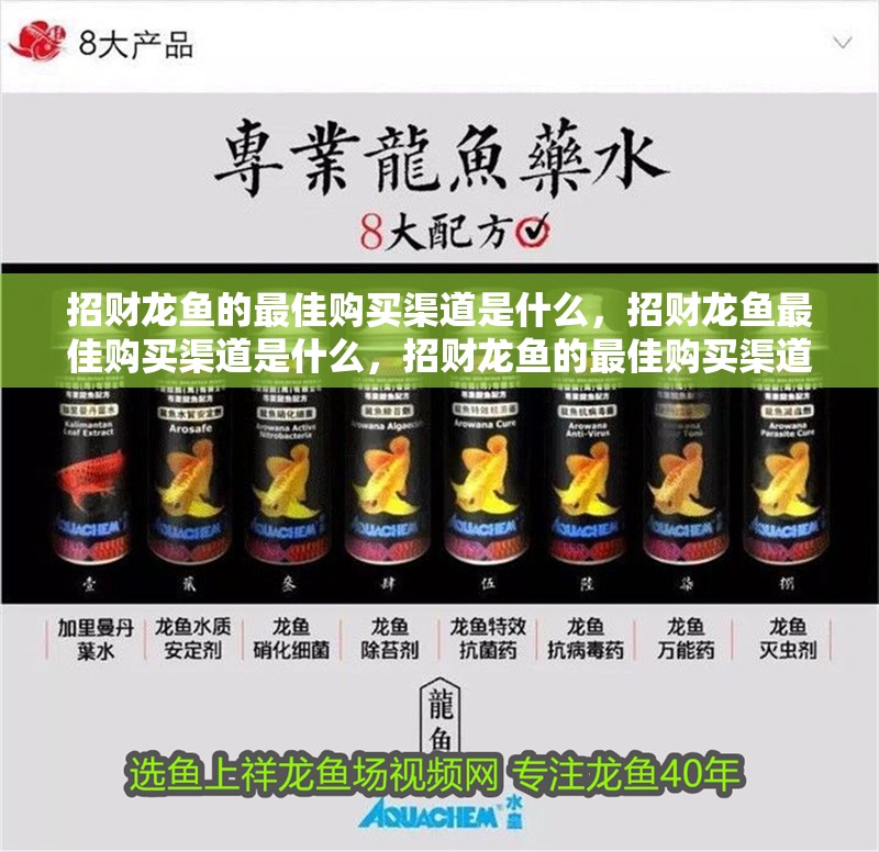 招財龍魚的最佳購買渠道是什么，招財龍魚最佳購買渠道是什么，招財龍魚的最佳購買渠道是什么