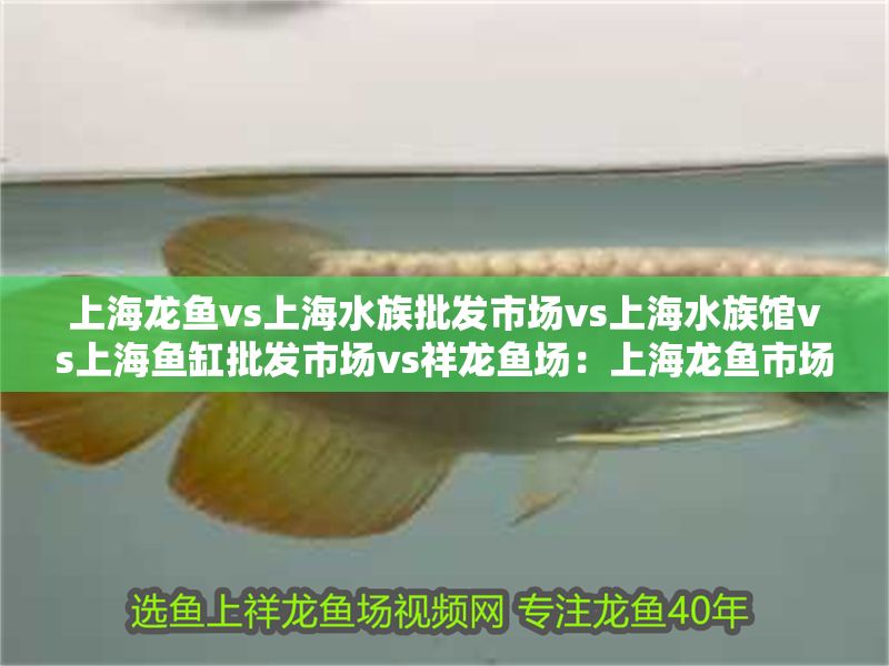 上海龍魚vs上海水族批發市場vs上海水族館vs上海魚缸批發市場vs祥龍魚場：上海龍魚市場口碑排行