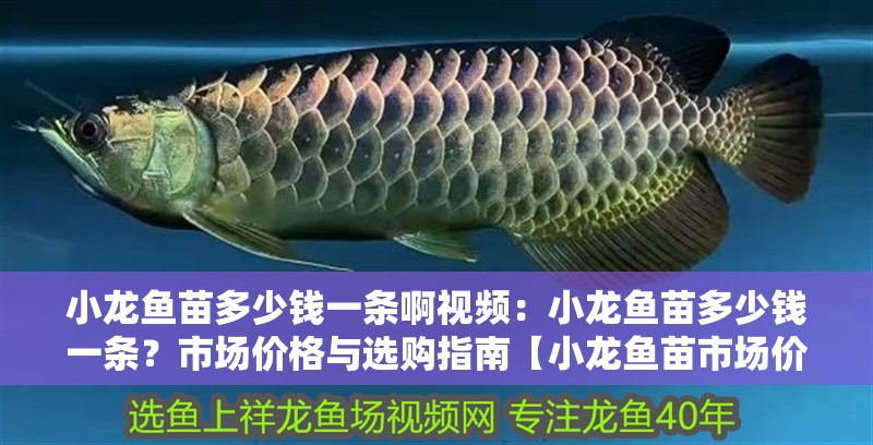 小龍魚苗多少錢一條啊視頻：小龍魚苗多少錢一條？市場價格與選購指南【小龍魚苗市場價格】