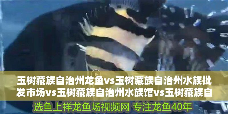 玉樹藏族自治州龍魚vs玉樹藏族自治州水族批發(fā)市場vs玉樹藏族自治州水族館vs玉樹藏族自治州魚缸批發(fā)市場vs祥龍魚場：玉樹地區(qū)水族相關產(chǎn)業(yè)的發(fā)展趨勢