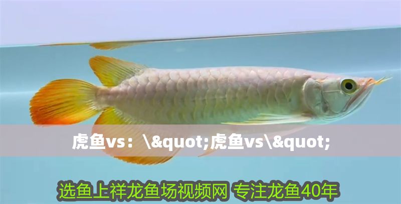 虎魚vs：\"虎魚vs\"