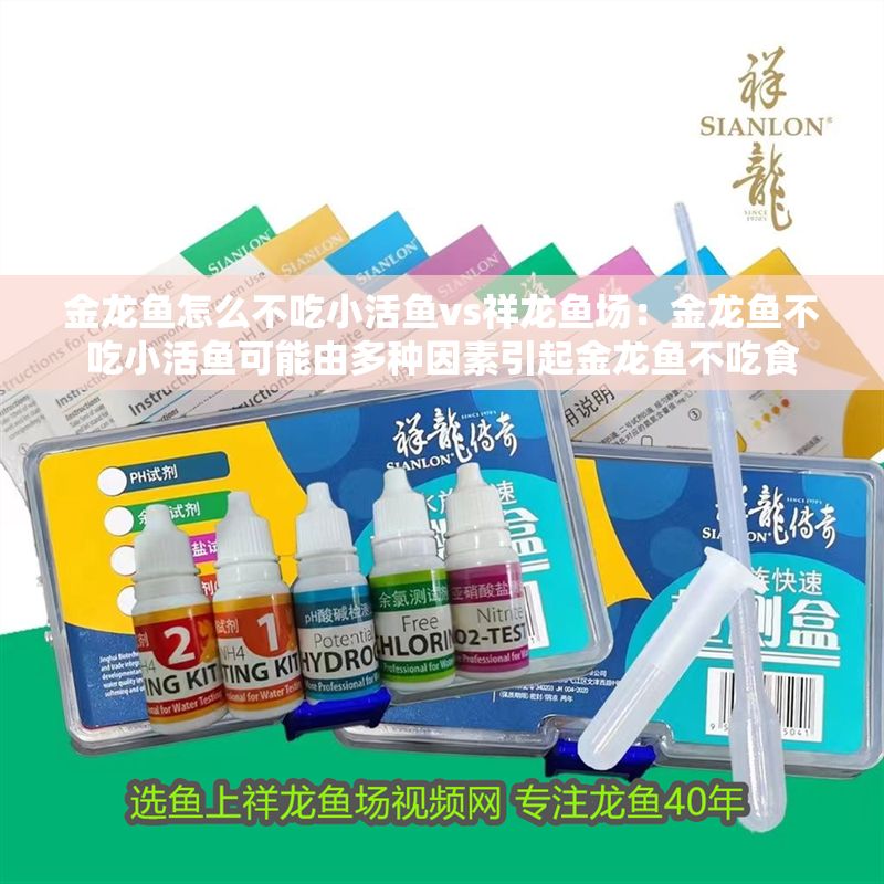 金龍魚怎么不吃小活魚vs祥龍魚場：金龍魚不吃小活魚可能由多種因素引起金龍魚不吃食