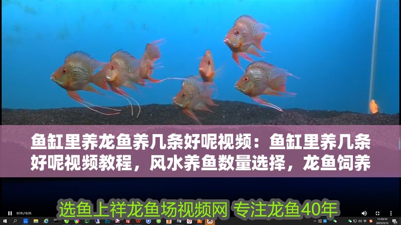 魚缸里養(yǎng)龍魚養(yǎng)幾條好呢視頻：魚缸里養(yǎng)幾條好呢視頻教程，風(fēng)水養(yǎng)魚數(shù)量選擇，龍魚飼養(yǎng)常見問題