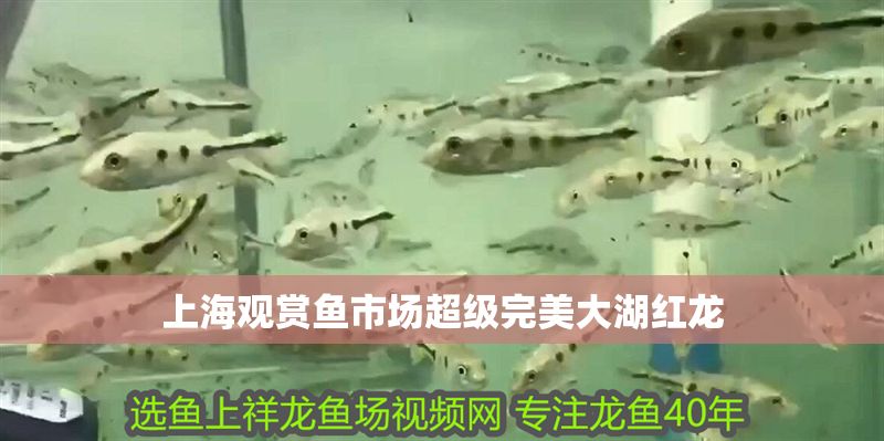 上海觀賞魚市場(chǎng)超級(jí)完美大湖紅龍