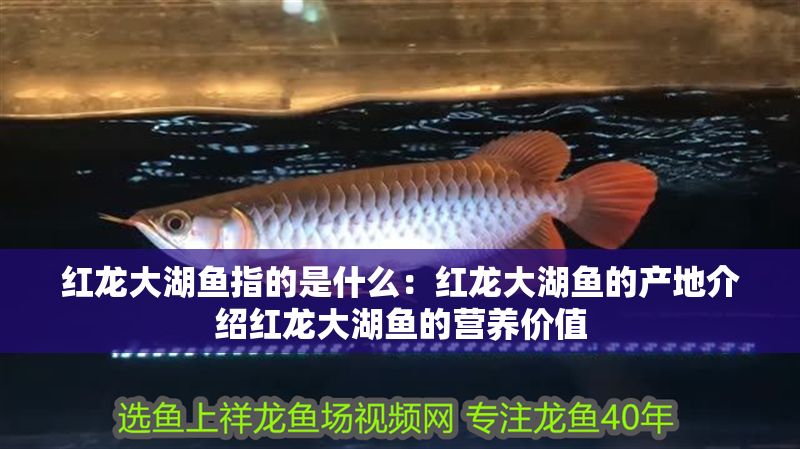 紅龍大湖魚指的是什么：紅龍大湖魚的產地介紹紅龍大湖魚的營養價值