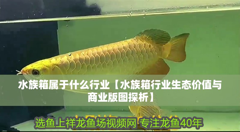 水族箱屬于什么行業(yè)【水族箱行業(yè)生態(tài)價(jià)值與商業(yè)版圖探析】