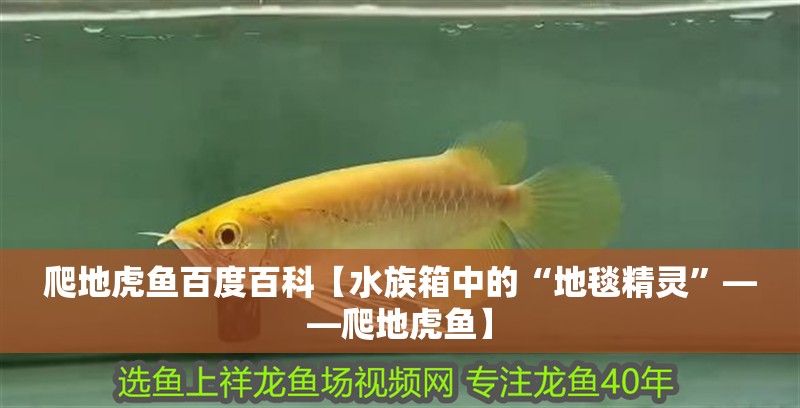 爬地虎魚百度百科【水族箱中的“地毯精靈”——爬地虎魚】