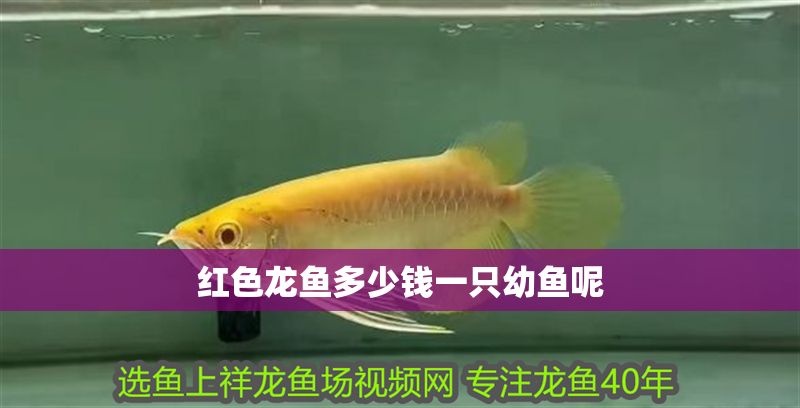 紅色龍魚多少錢一只幼魚呢
