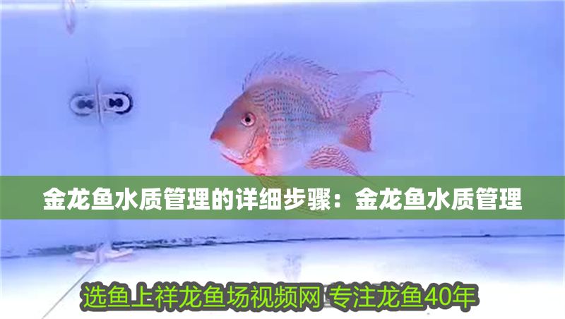 金龍魚水質(zhì)管理的詳細(xì)步驟：金龍魚水質(zhì)管理