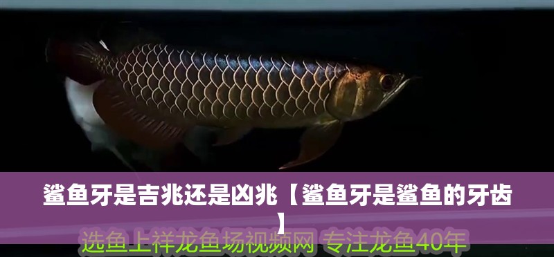 鯊魚牙是吉兆還是兇兆【鯊魚牙是鯊魚的牙齒】 鯊魚牙是吉兆還是兇兆【鯊魚牙是鯊魚的牙齒】 龍魚論壇