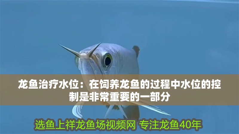 龍魚治療水位：在飼養(yǎng)龍魚的過程中水位的控制是非常重要的一部分