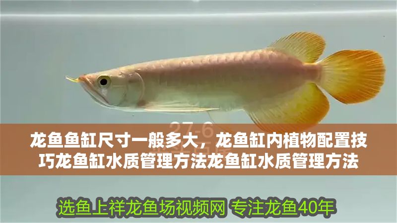 龍魚魚缸尺寸一般多大，龍魚缸內植物配置技巧龍魚缸水質管理方法龍魚缸水質管理方法 龍魚魚缸尺寸一般多大，龍魚缸內植物配置技巧龍魚缸水質管理方法龍魚缸水質管理方法 魚缸百科 第2張