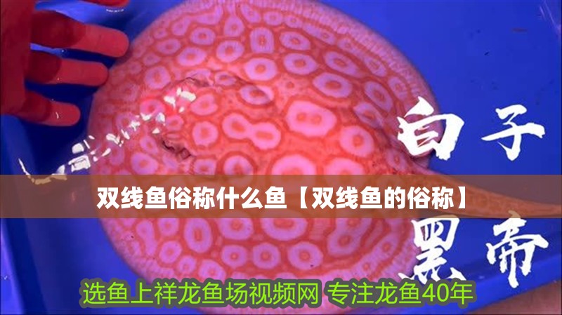 雙線魚俗稱什么魚【雙線魚的俗稱】