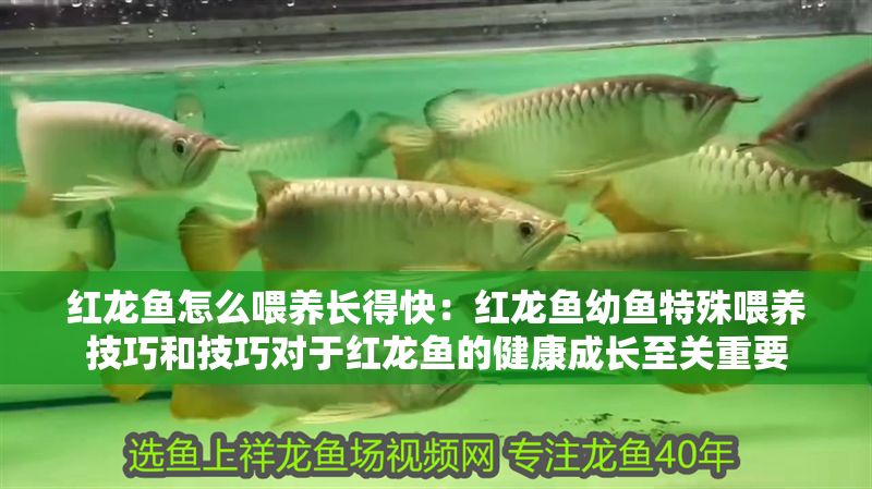 紅龍魚怎么喂養長得快：紅龍魚幼魚特殊喂養技巧和技巧對于紅龍魚的健康成長至關重要 紅龍魚怎么喂養長得快：紅龍魚幼魚特殊喂養技巧和技巧對于紅龍魚的健康成長至關重要 紅龍魚百科 第1張