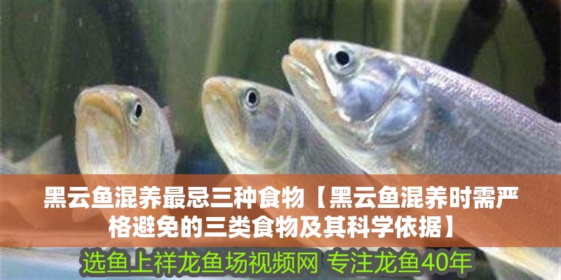 魚缸過濾器選購指南:自制魚缸過濾器魚缸上置過濾器對于養魚愛好者的必備知識 黑云魚混養最忌三種食物【黑云魚混養時需嚴格避免的三類食物及其科學依據】 龍魚論壇 黑云魚混養最忌三種食物【黑云魚混養時需嚴格避免的三類食物及其科學依據】 黑云魚混養最忌三種食物【黑云魚混養時需嚴格避免的三類食物及其科學依據】 龍魚論壇
