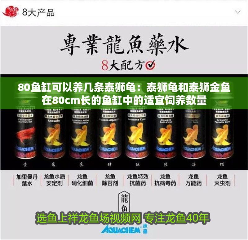 80魚缸可以養(yǎng)幾條泰獅龜：泰獅龜和泰獅金魚在80cm長的魚缸中的適宜飼養(yǎng)數(shù)量