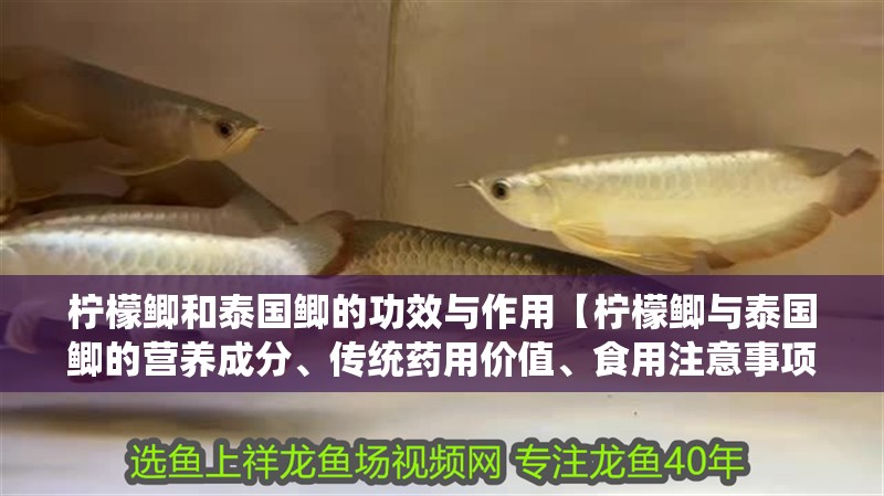 檸檬鯽和泰國鯽的功效與作用【檸檬鯽與泰國鯽的營養(yǎng)成分、傳統(tǒng)藥用價(jià)值、食用注意事項(xiàng)】