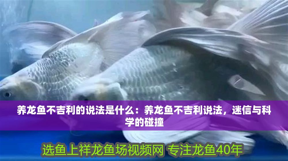 養龍魚不吉利的說法是什么：養龍魚不吉利說法，迷信與科學的碰撞