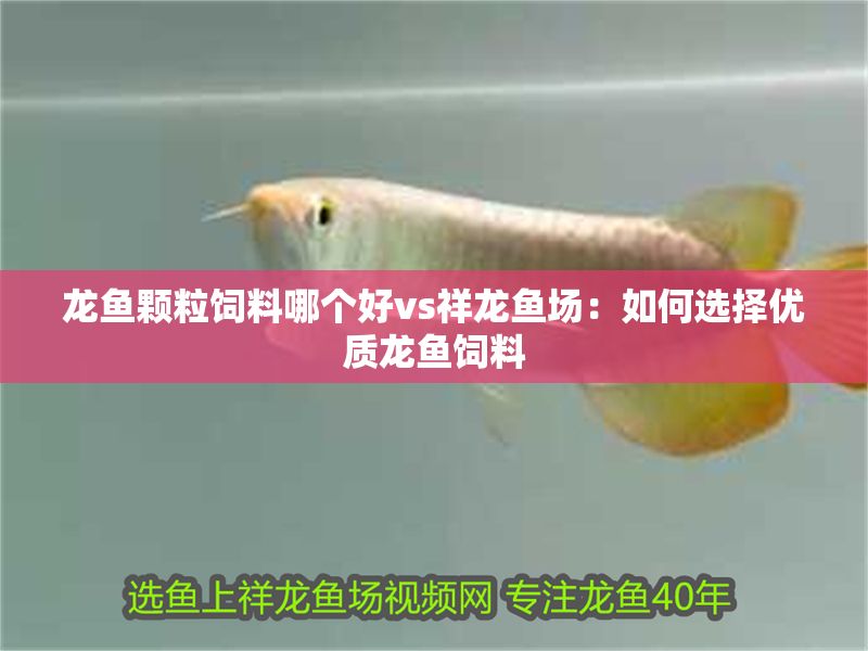 龍魚顆粒飼料哪個好vs祥龍魚場：如何選擇優(yōu)質龍魚飼料