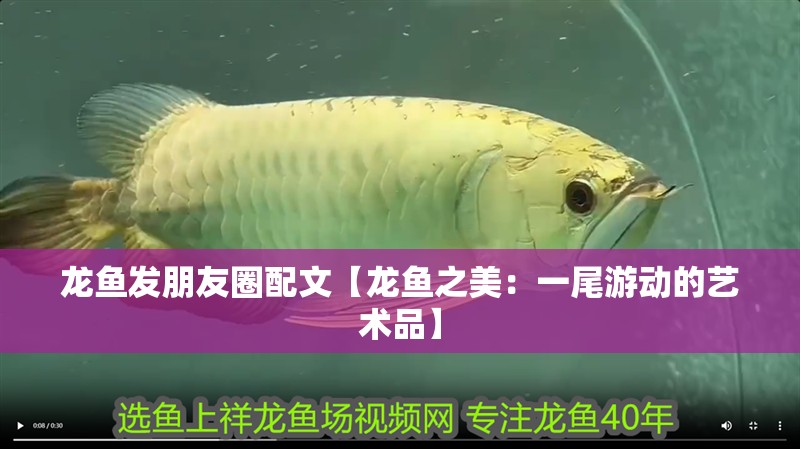 龍魚發朋友圈配文【龍魚之美：一尾游動的藝術品】