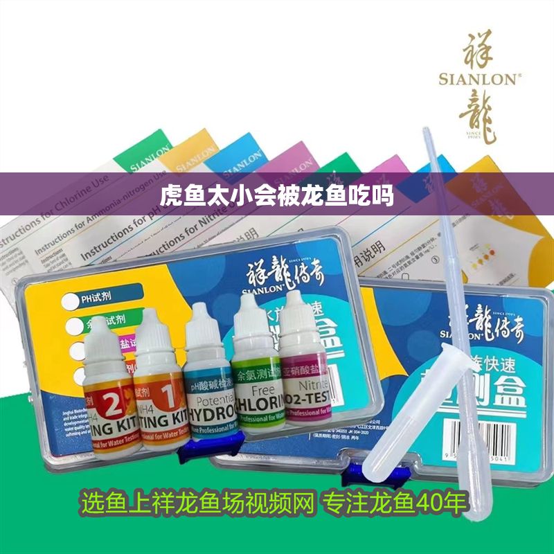 虎魚太小會被龍魚吃嗎 虎魚太小會被龍魚吃嗎 龍魚百科 第1張