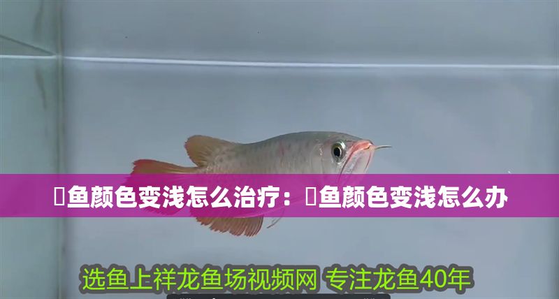 魟魚顏色變淺怎么治療：魟魚顏色變淺怎么辦 魟魚顏色變淺怎么治療：魟魚顏色變淺怎么辦 魟魚百科 第2張