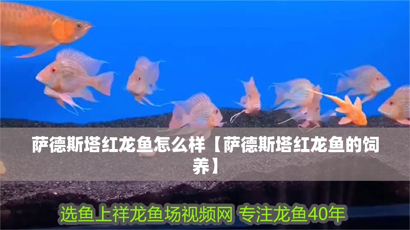 薩德斯塔紅龍魚怎么樣【薩德斯塔紅龍魚的飼養(yǎng)】 薩德斯塔紅龍魚怎么樣【薩德斯塔紅龍魚的飼養(yǎng)】 龍魚論壇