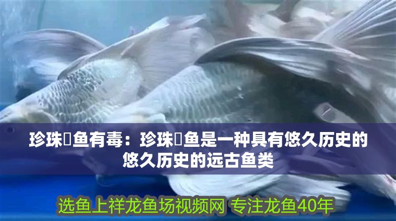 珍珠魟魚有毒:珍珠魟魚是一種具有悠久歷史的悠久歷史的遠(yuǎn)古魚類 魟魚百科 第2張 珍珠魟魚有毒:珍珠魟魚是一種具有悠久歷史的悠久歷史的遠(yuǎn)古魚類 珍珠魟魚有毒:珍珠魟魚是一種具有悠久歷史的悠久歷史的遠(yuǎn)古魚類 魟魚百科 第2張
