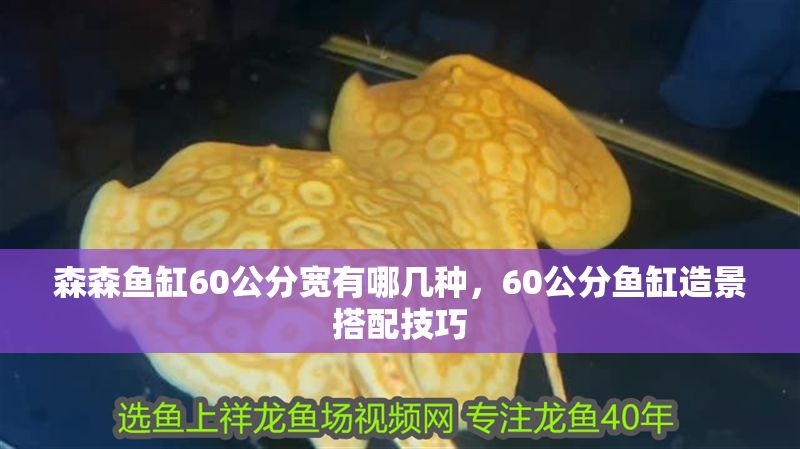 森森魚缸60公分寬有哪幾種，60公分魚缸造景搭配技巧