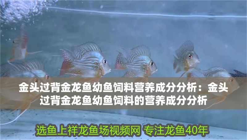 金頭過背金龍魚幼魚飼料營養(yǎng)成分分析：金頭過背金龍魚幼魚飼料的營養(yǎng)成分分析