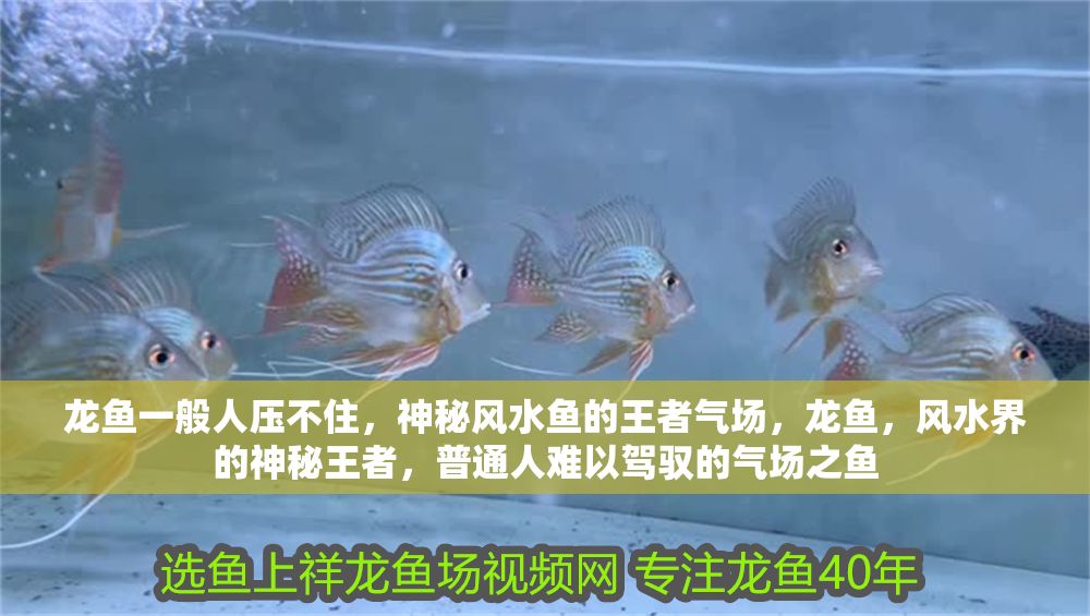 龍魚一般人壓不住，神秘風水魚的王者氣場，龍魚，風水界的神秘王者，普通人難以駕馭的氣場之魚