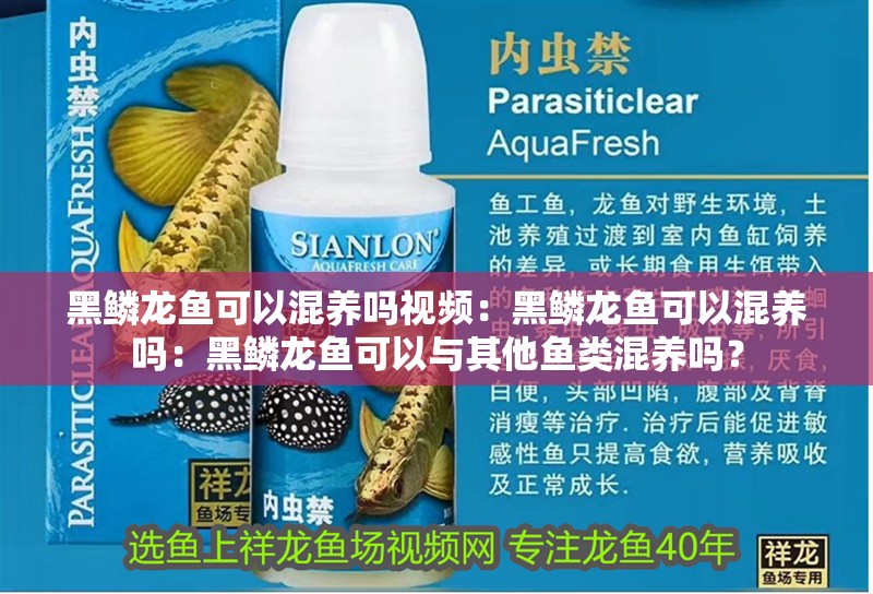 黑鱗龍魚可以混養嗎視頻：黑鱗龍魚可以混養嗎：黑鱗龍魚可以與其他魚類混養嗎？