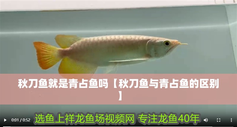 秋刀魚就是青占魚嗎【秋刀魚與青占魚的區別】