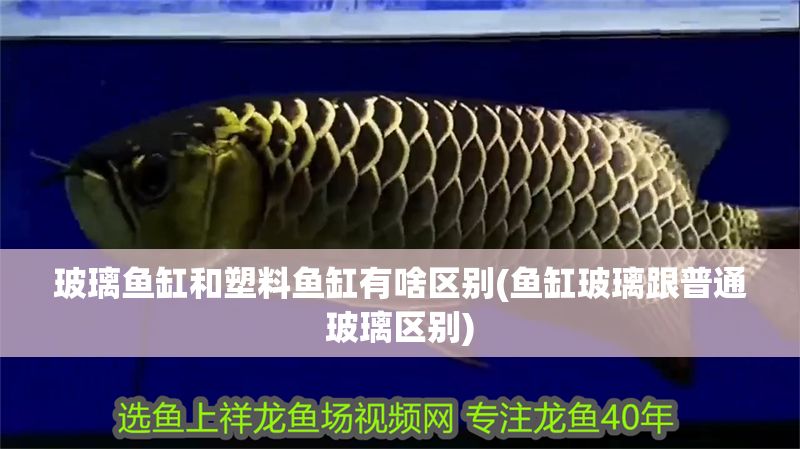玻璃魚(yú)缸和塑料魚(yú)缸有啥區(qū)別(魚(yú)缸玻璃跟普通玻璃區(qū)別)