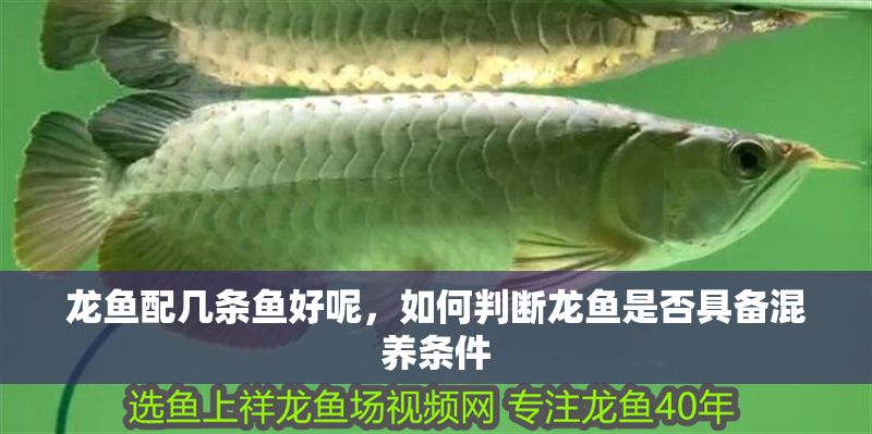 龍魚配幾條魚好呢，如何判斷龍魚是否具備混養(yǎng)條件