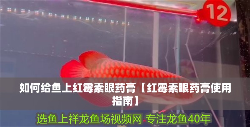 如何給魚上紅霉素眼藥膏【紅霉素眼藥膏使用指南】 如何給魚上紅霉素眼藥膏【紅霉素眼藥膏使用指南】 龍魚論壇