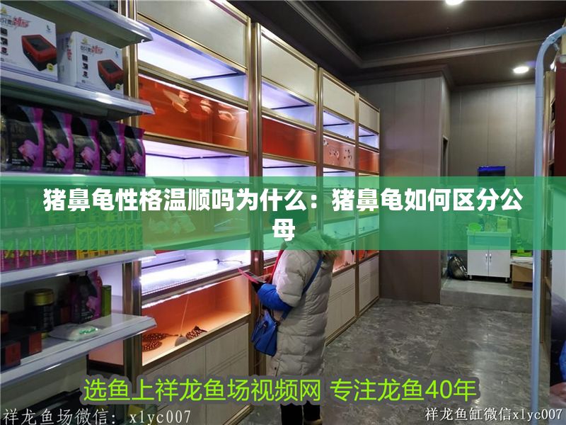 豬鼻龜性格溫順嗎為什么:豬鼻龜如何區(qū)分公母 豬鼻龜百科 第1張 豬鼻龜性格溫順嗎為什么:豬鼻龜如何區(qū)分公母 豬鼻龜性格溫順嗎為什么:豬鼻龜如何區(qū)分公母 豬鼻龜百科 第1張