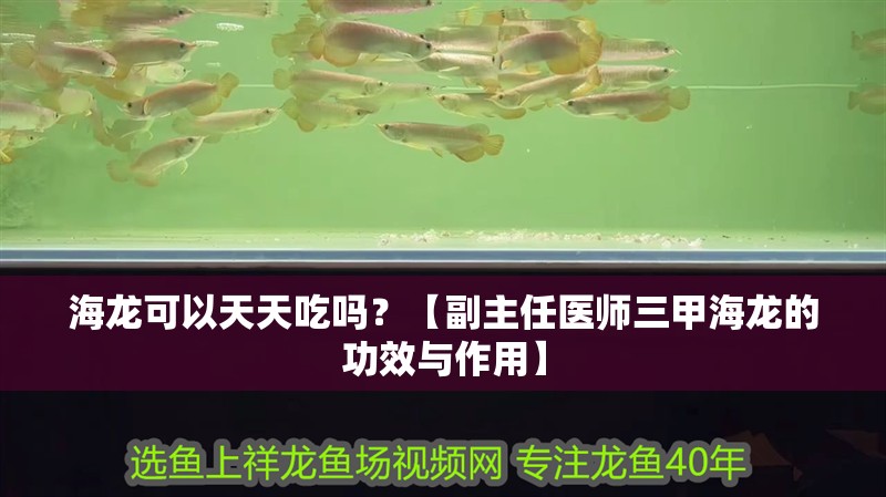 海龍可以天天吃嗎？【副主任醫(yī)師三甲海龍的功效與作用】 海龍可以天天吃嗎？【副主任醫(yī)師三甲海龍的功效與作用】 龍魚論壇