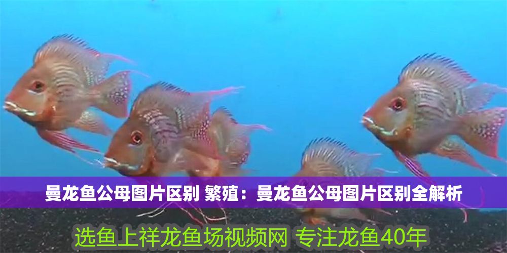 曼龍魚公母圖片區別 繁殖：曼龍魚公母圖片區別全解析