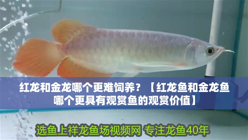 紅龍和金龍哪個(gè)更難飼養(yǎng)？【紅龍魚和金龍魚哪個(gè)更具有觀賞魚的觀賞價(jià)值】